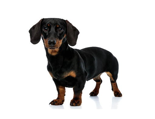 Breeding shop mini dachshunds